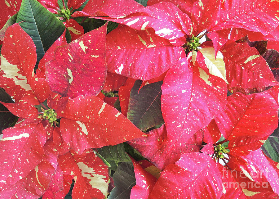 Poinsettias - Paint Spattered Photograph by Lucyna A M Green
