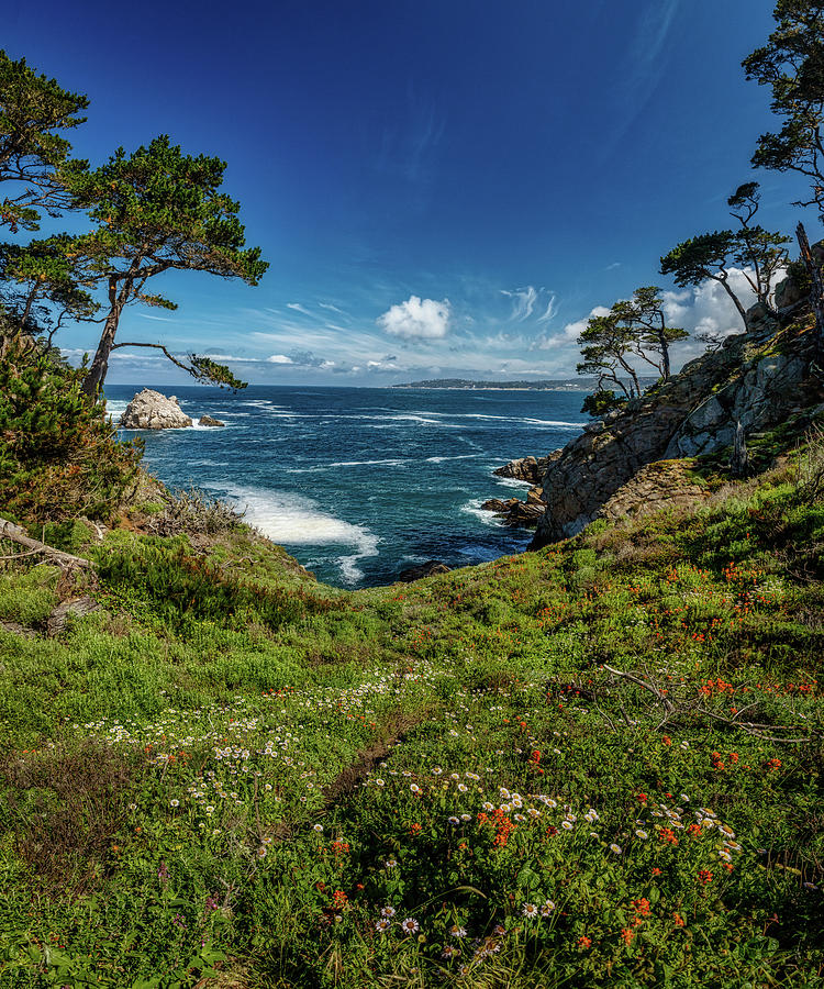 Point Lobos 208 Photograph by Mike Penney