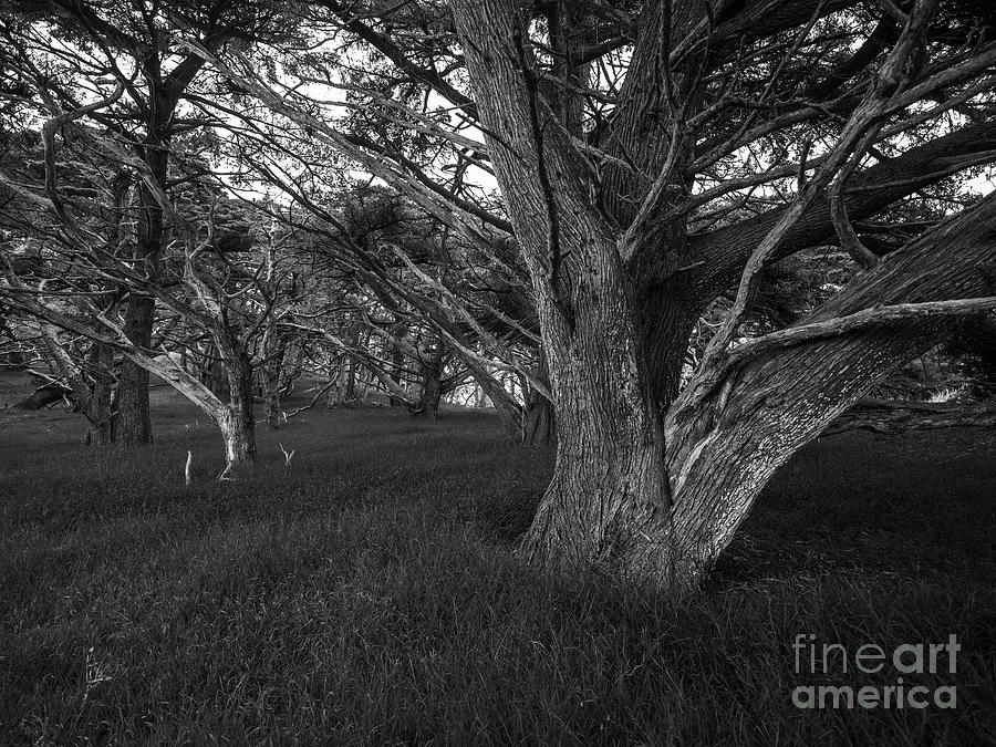 Point Lobos Cyprus Trees Grove Photograph by Mike Reid