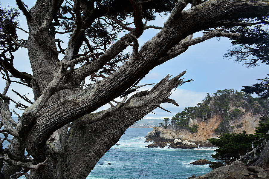Point Lobos Monterey Cypress Photograph by Kyle Hanson