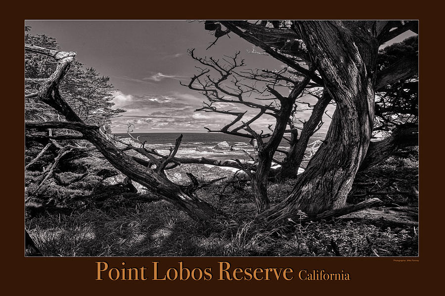 Point Lobos Poster 3 Photograph