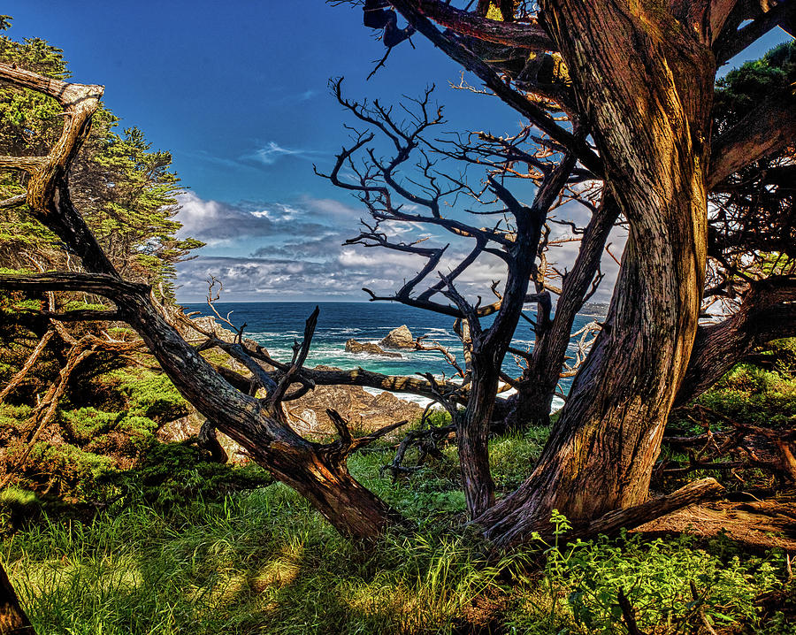 Point Lobos Scene 201 Photograph by Mike Penney