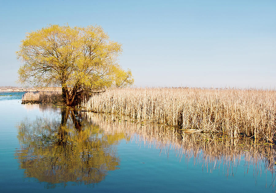 Point Pelee Boardwalk Reflections Photograph by Linda Goodhue Photography Point Pelee Boardwalk Reflections Photograph by Linda Goodhue Photography
