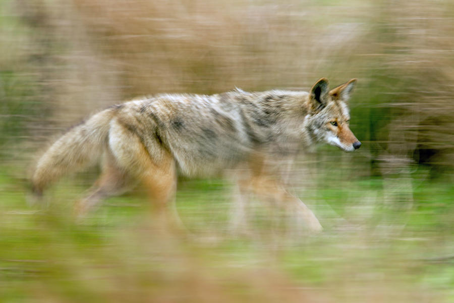 Point Reyes Running Coyote Photograph by Sebastian Kennerknecht