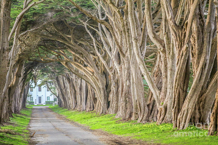 Tree Tunnel Photograph - Point Reyes Tree Tunnel Road by Eddie Hernandez Tree Tunnel Photograph - Point Reyes Tree Tunnel Road by Eddie Hernandez