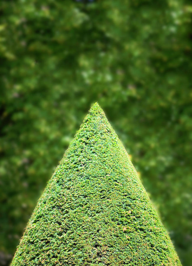 Pointed Shaped Tree In Garden Photograph by Grant Faint