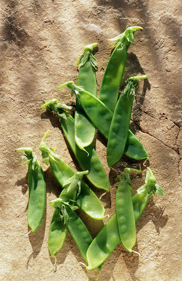 Spring Photograph - Pois Gourmands Sugar Peas by Hussenot - Photocuisine