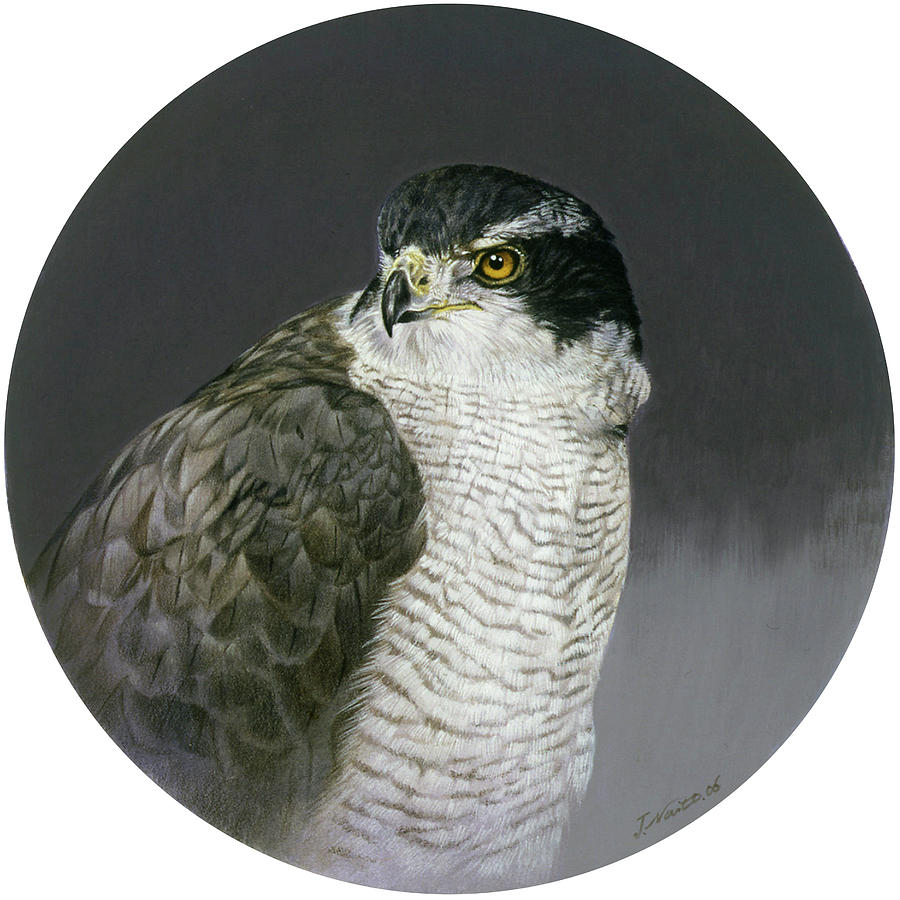 Hawk Painting - Poised by Joh Naito