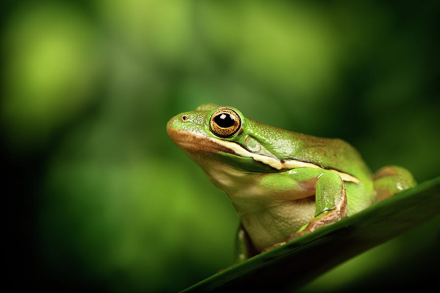 Frog Photograph - Poised by Markbridger