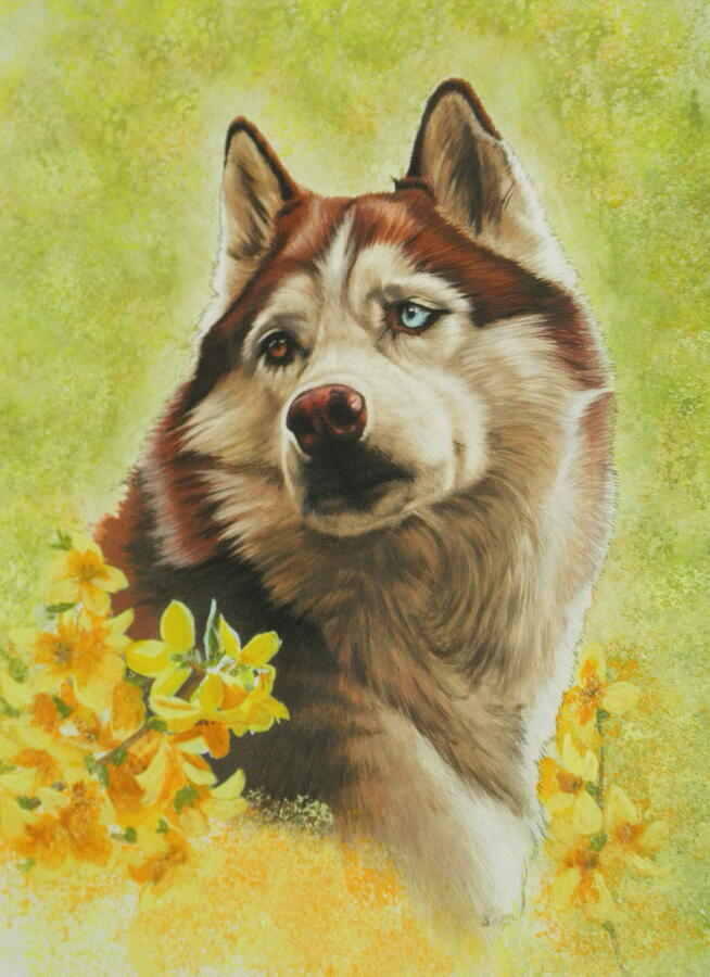 Poised Siberian Husky in Color Mixed Media by Barbara Keith