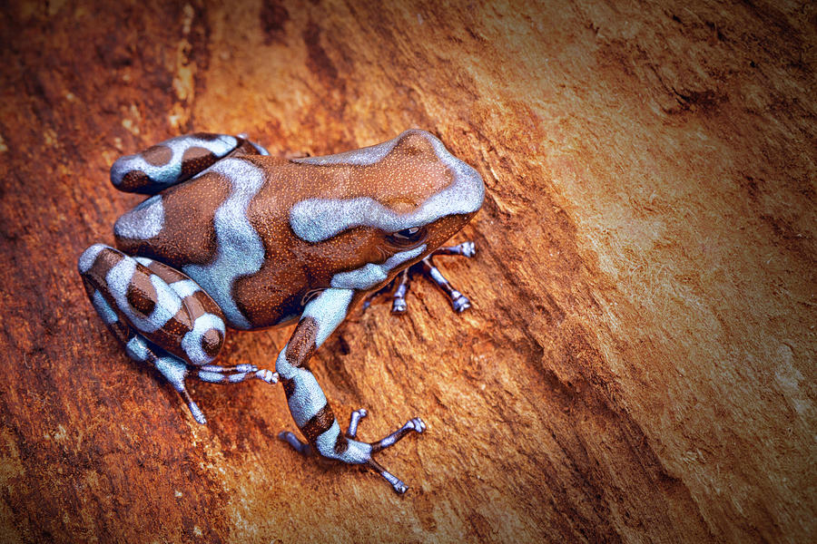 poison dart frog, Dendrobates auratus super blue morph. Photograph by Dirk Ercken