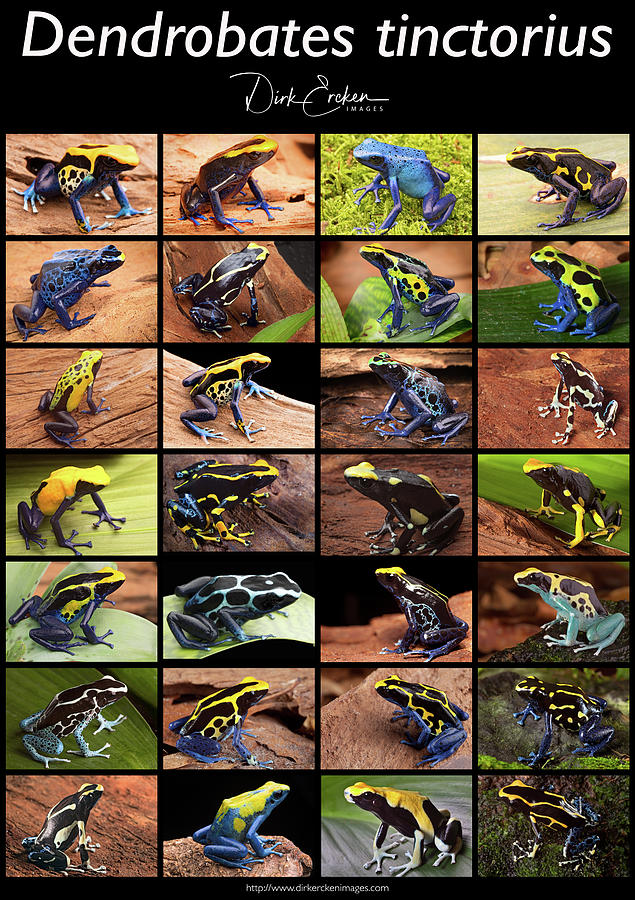 Frog Photograph - poison dart frog Dendrobates tinctorius morphs by Dirk Ercken