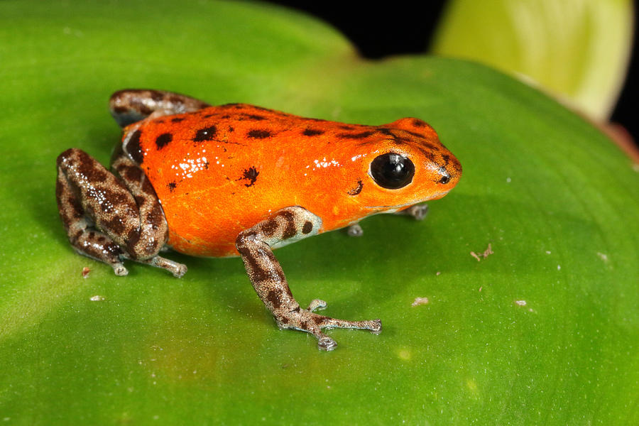 Poison Dart Frog Oophaga Pumilio Photograph by David Kenny - Pixels