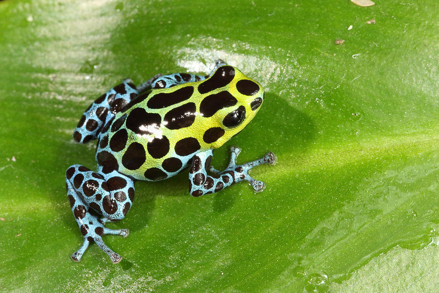 Poison Dart Frog Ranitomeya Variabilis Photograph by David Kenny