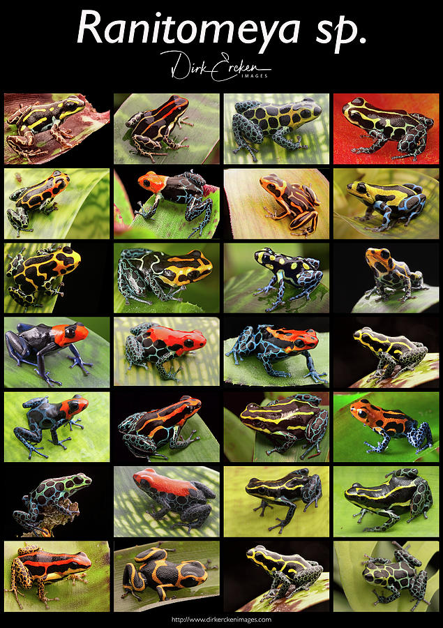 Poison dart frog species from the genus Ranitomeya Photograph by Dirk Ercken
