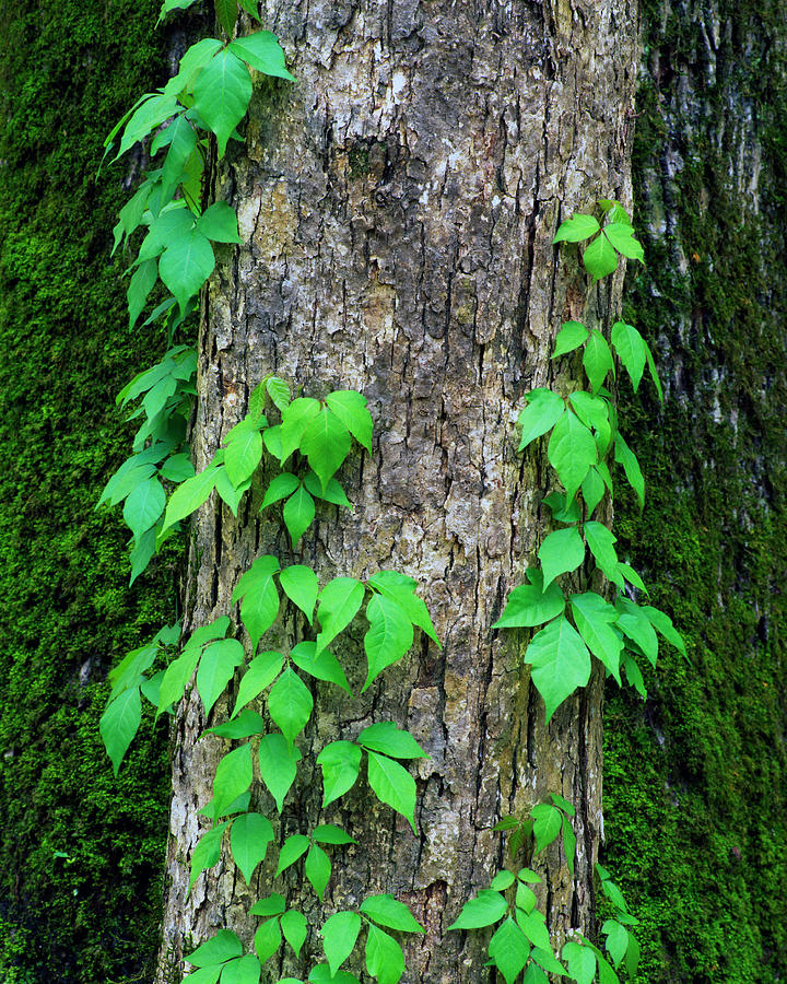 Poison Ivy Vine On Tree Trunk Photograph by Panoramic Images