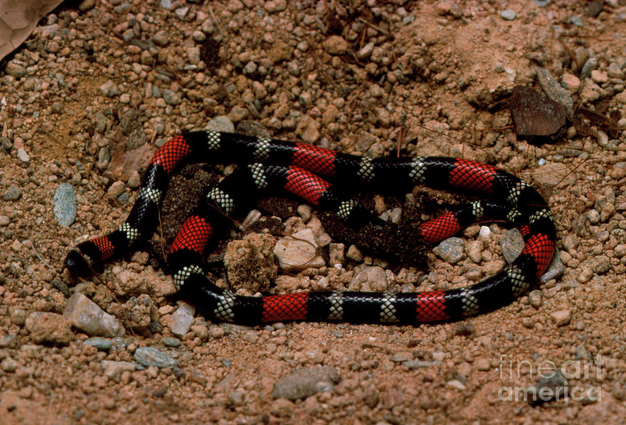 Poisonous Coral Snake Photograph By George Bernardscience Photo