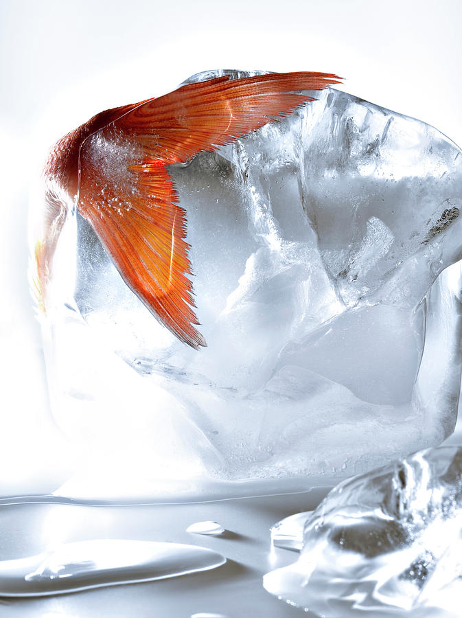 Ice Cream Photograph - Poisson Dans La Glace Fish In Ice by Studio - Photocuisine