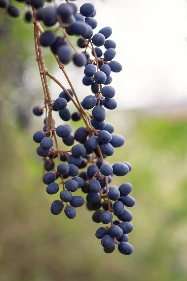 Pokeberries Photograph by Ester McGuire
