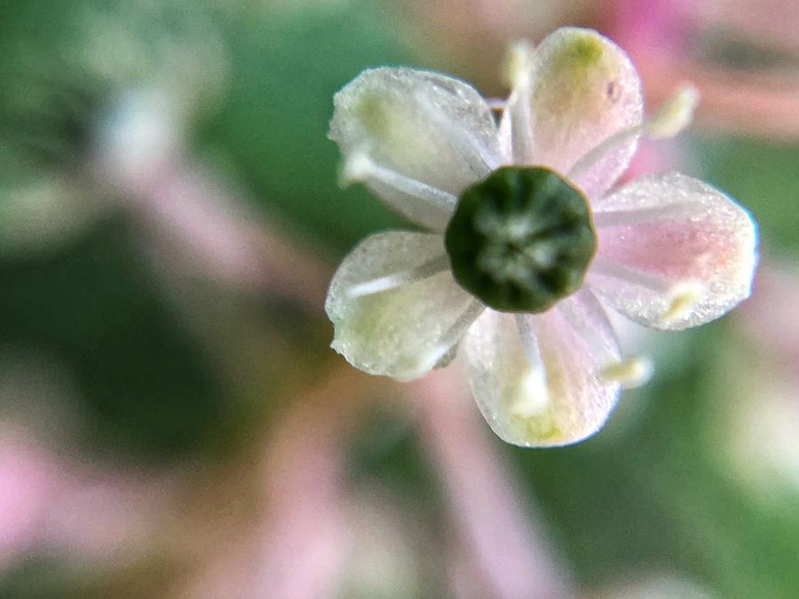 Pokeweed Blossom Closeup Photograph by Jori Reijonen