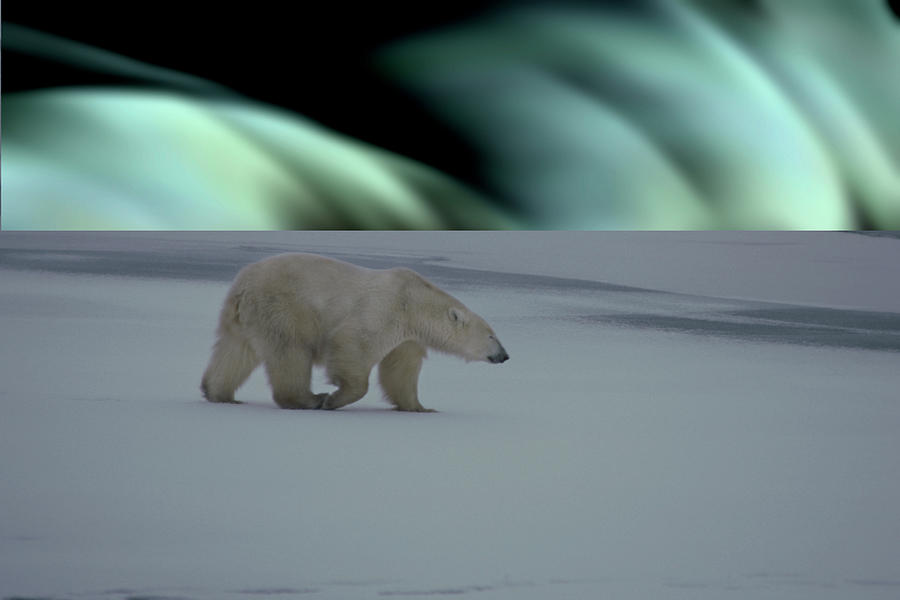 Polar Bear & Northern Lights Photograph by Mark Newman
