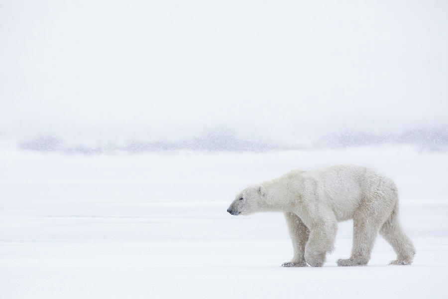 Wildlife Photograph - Polar Bear by Alessandro Catta
