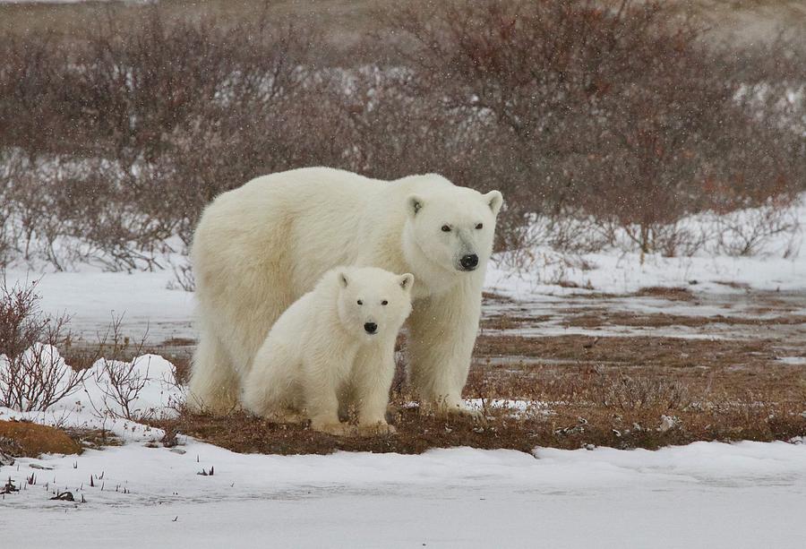 Polar Bear and Cub Photograph by Bruce N Meyer - Fine Art America