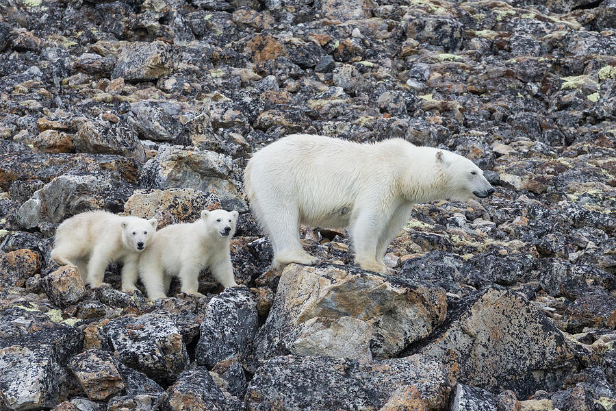 Polar Bear And Cubs In Svarlbard Photograph by Suzi Eszterhas