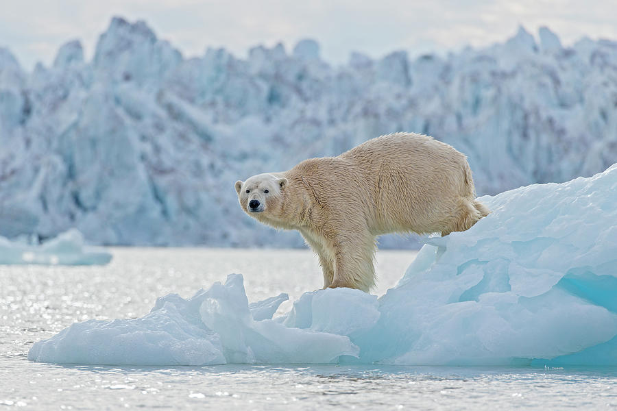 Polar Bear And Ice Bergs Photograph by Suzi Eszterhas
