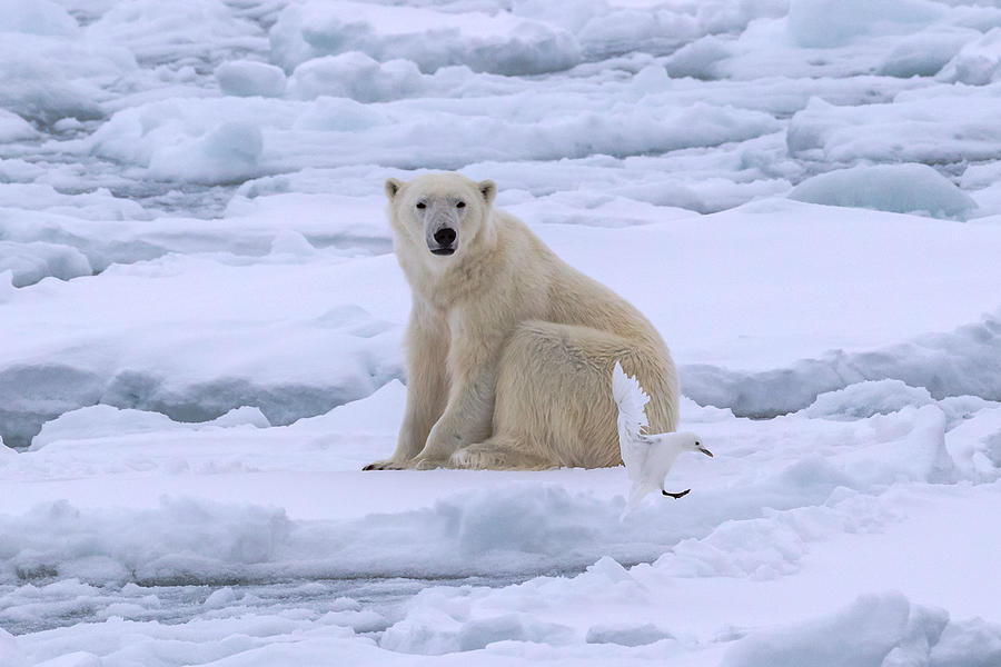 Bear Photograph - Polar Bear And Ivory Gull On Sea Ice by Siyu And Wei Photography