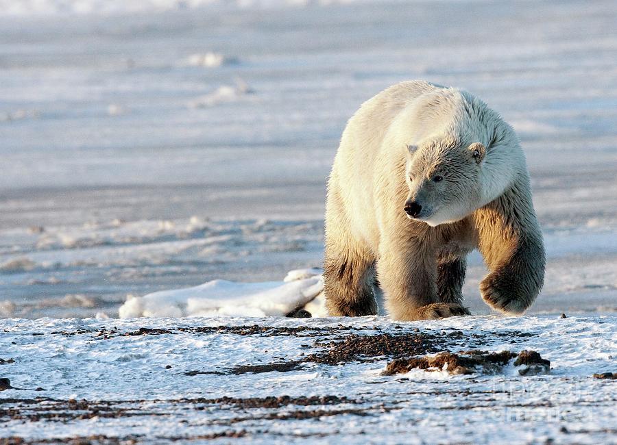 Polar Bear At Sunset Walking Along Arctic Shoreline Photograph by Chris ...