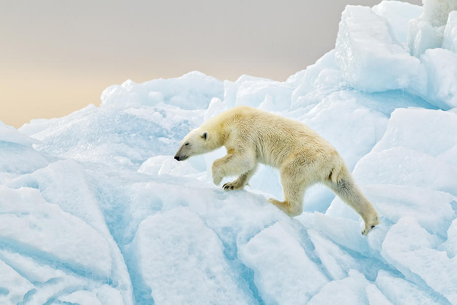 Polar Bear At Svalbard Photograph by Joan Gil Raga