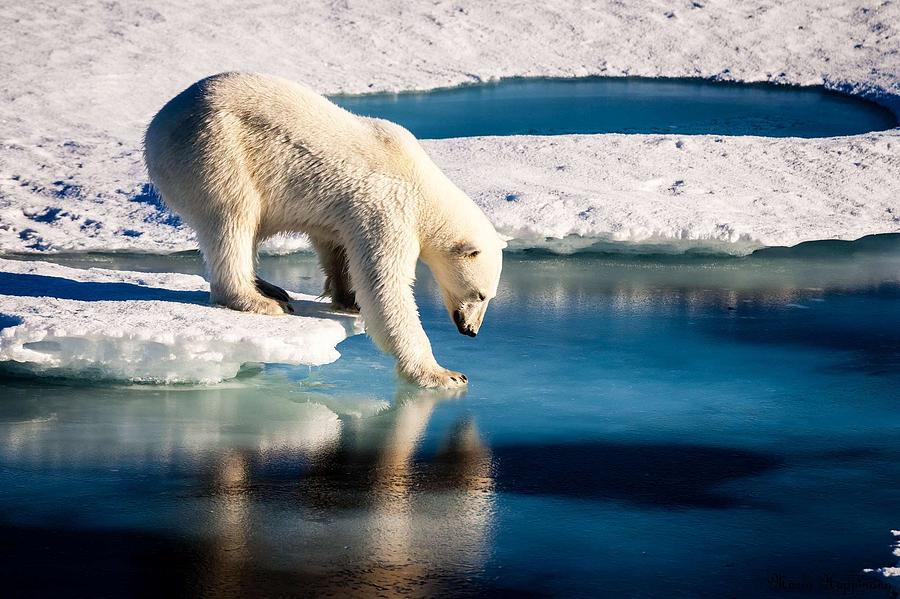 Polar bear at the Arctic. Original from NASA Painting by Celestial Images
