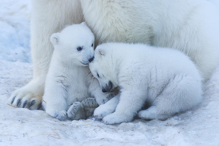 Polar Bear Cub Photograph by Anton Belovodchenko