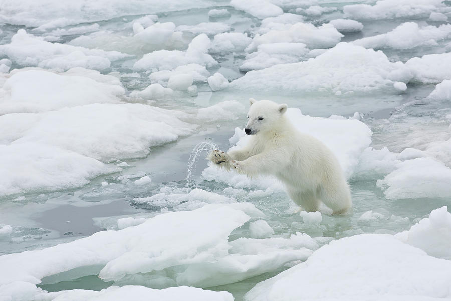 Vitality Photograph - Polar Bear Cub Jumping From Ice Flow To by Darrell Gulin