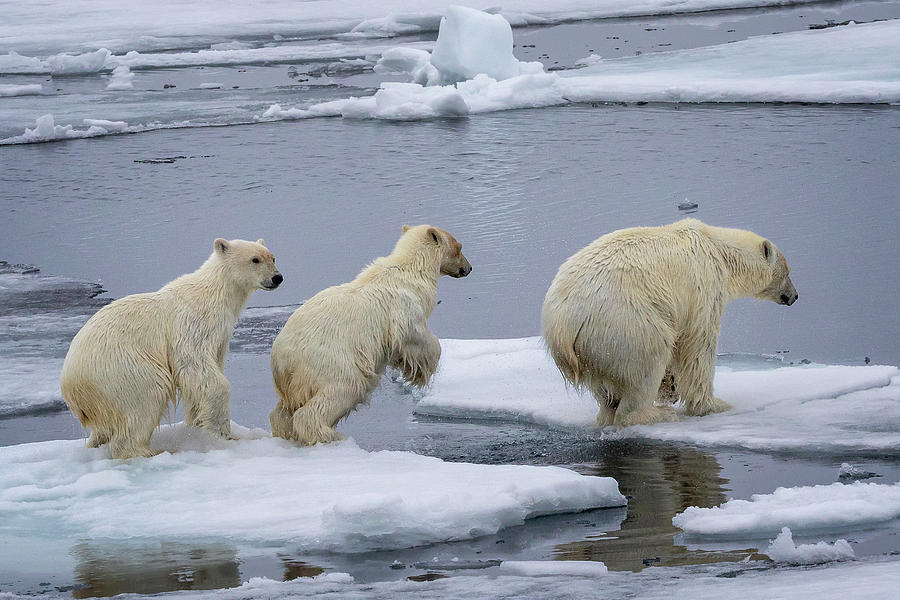 Polar Bear cubs and mom Photograph by Steven Upton