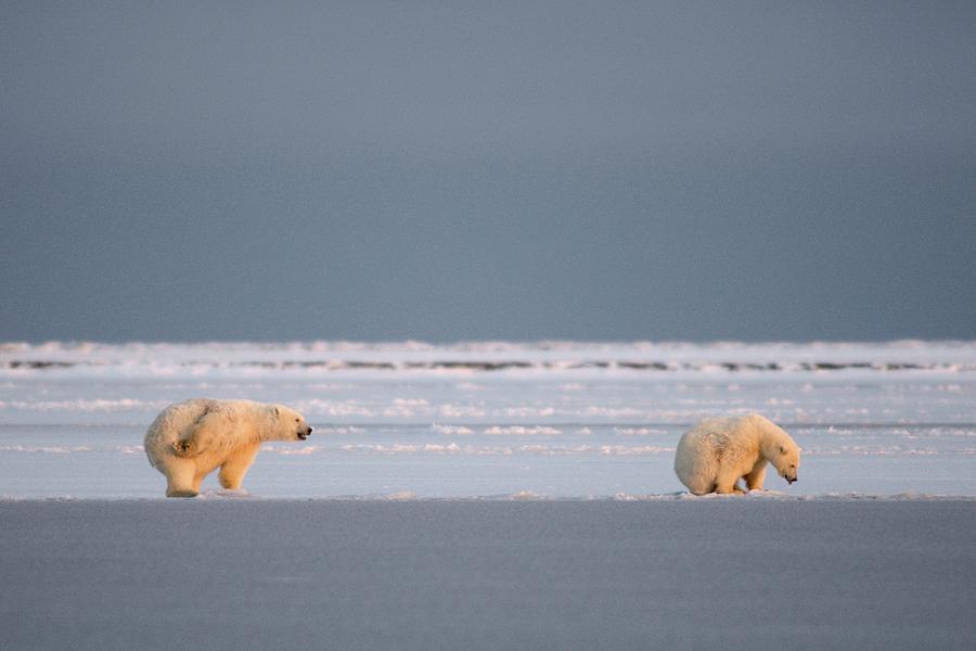 Polar Bear Cubs Chasing One Another Photograph by Steven Kazlowski ...