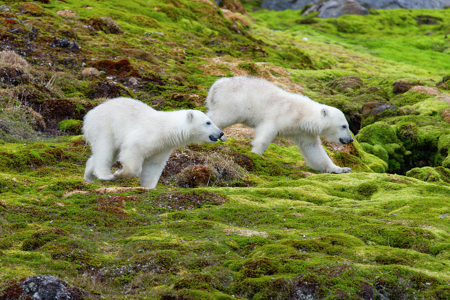 Polar Bear Cubs On Green Tundra Photograph by Suzi Eszterhas