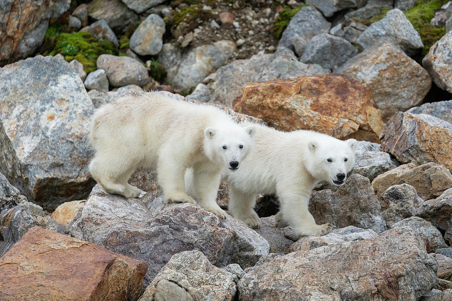 Polar Bear Cubs On Rocks Photograph by Suzi Eszterhas
