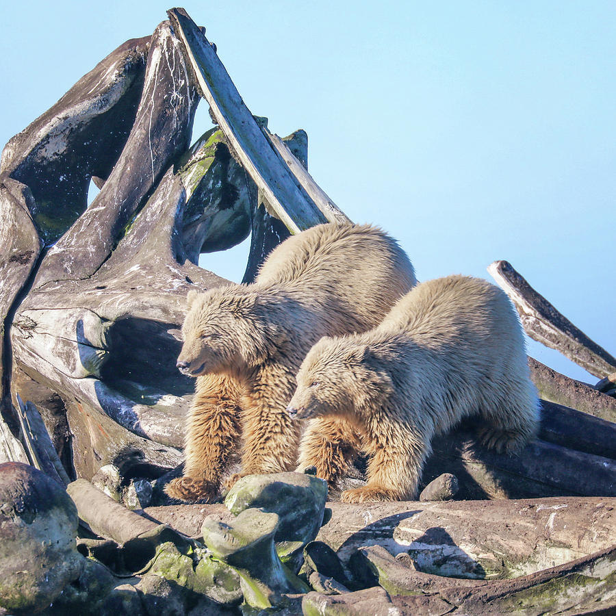 Polar Bear Cubs On The Bone Pile Photograph by Juli Ellen