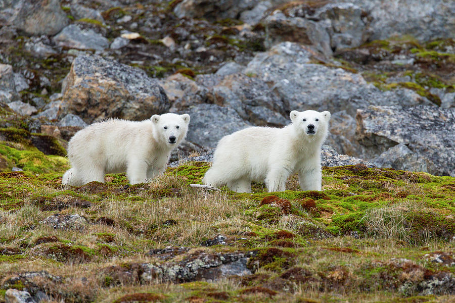 Polar Bear Cubs On Tundra Photograph by Suzi Eszterhas