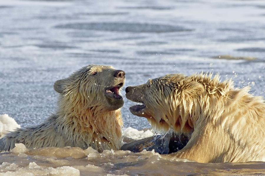 Polar Bear Cubs Playing In Slushy Water Photograph by Steven Kazlowski ...