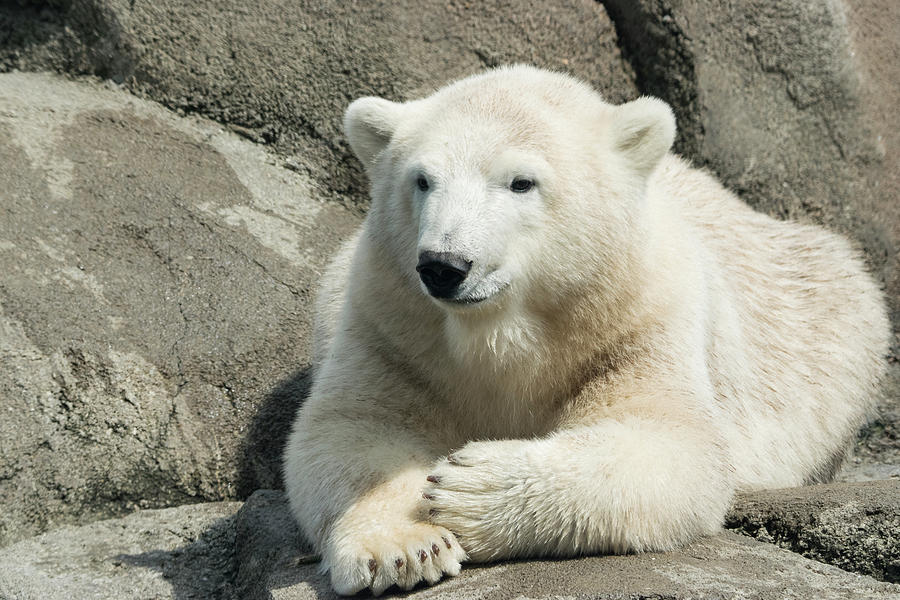 Polar Bear Photograph - Polar Bear Cz 17 3 by Robert Michaud