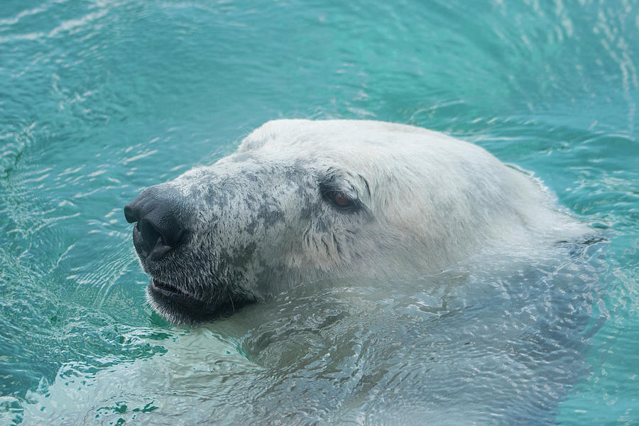 Polar Bear Photograph - Polar Bear Cz 17 7 by Robert Michaud