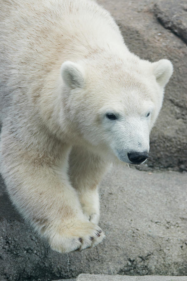 Polar Bear Photograph - Polar Bear Cz 17 by Robert Michaud