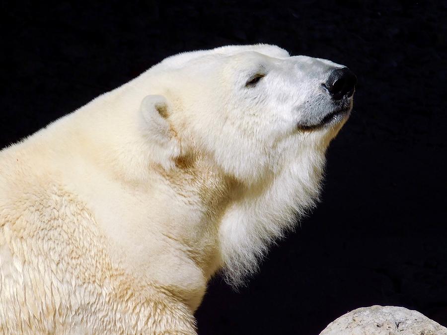 Polar Bear Photograph by Dan Miller