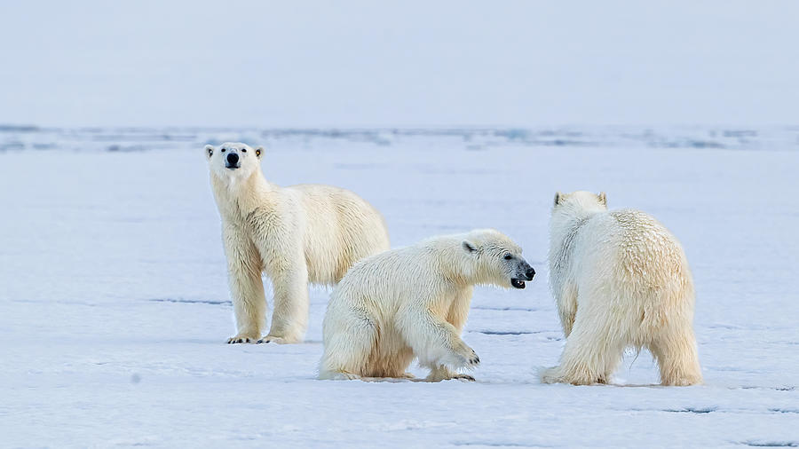 Polar Bear Family Photograph by Jie Fischer - Fine Art America