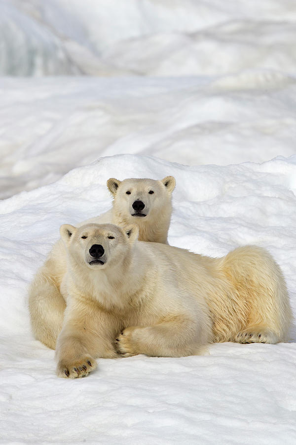 Polar Bear Female With Juvenile, Wrangel Island, Russia Photograph by ...