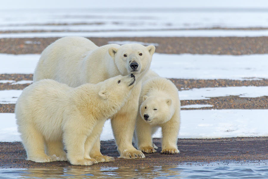 Polar Bear Female With Two Cubs, Alaska, Usa Photograph by Sylvain ...