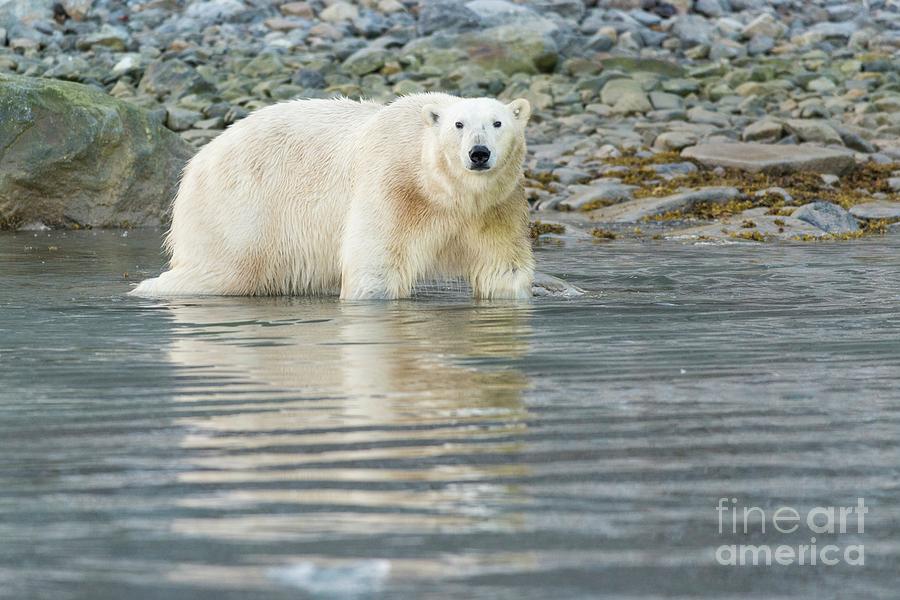 Polar Bear Foraging Photograph by Andy Davies/science Photo Library